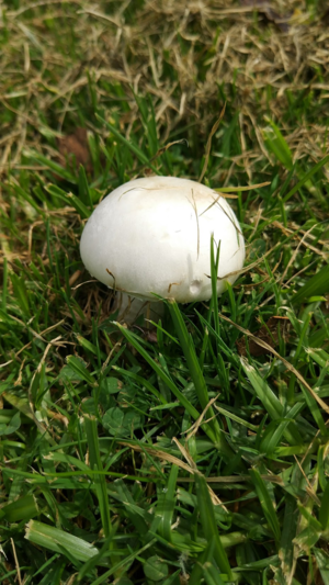 随手拍草地上的小蘑菇