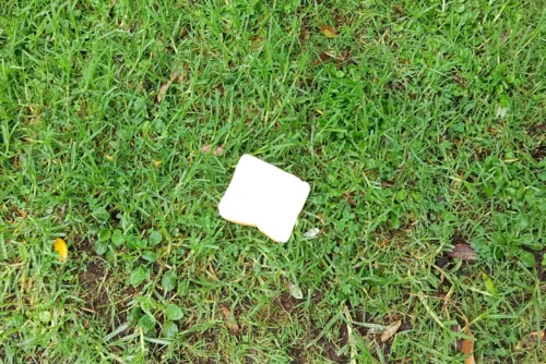 Bread for the birds on the grass