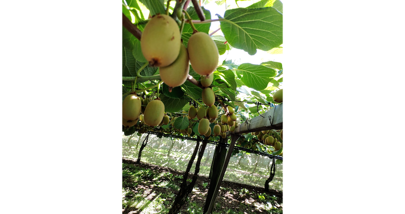 kiwifruit